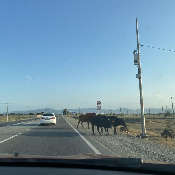 А это уже Дагестан - по коровам сужу