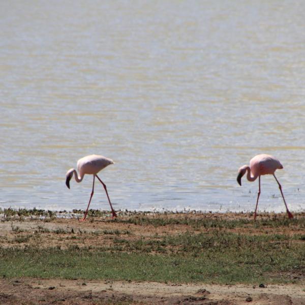 Симметричные фламинго
