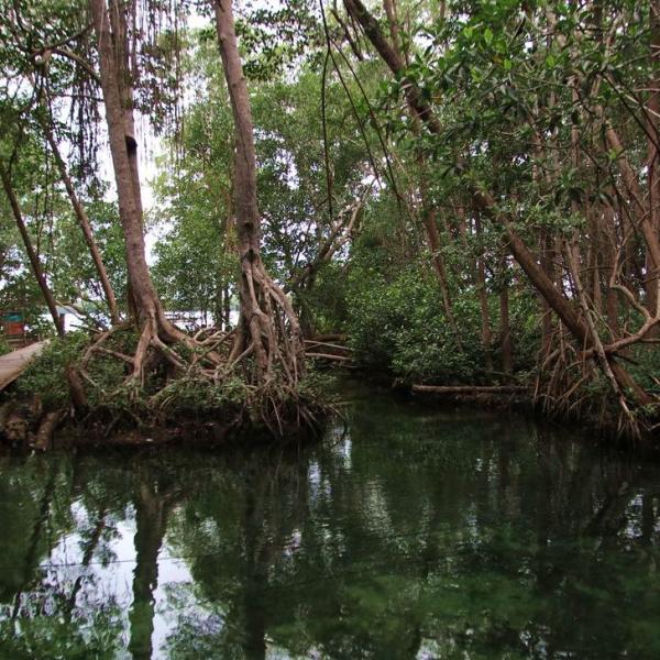 В мангровом лесу