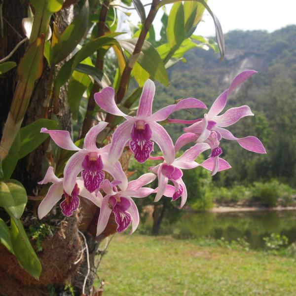 Орхидеи на острове