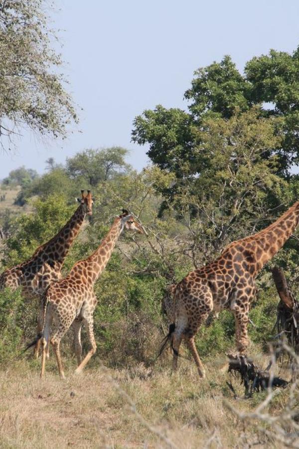 Южноафриканские жирафы