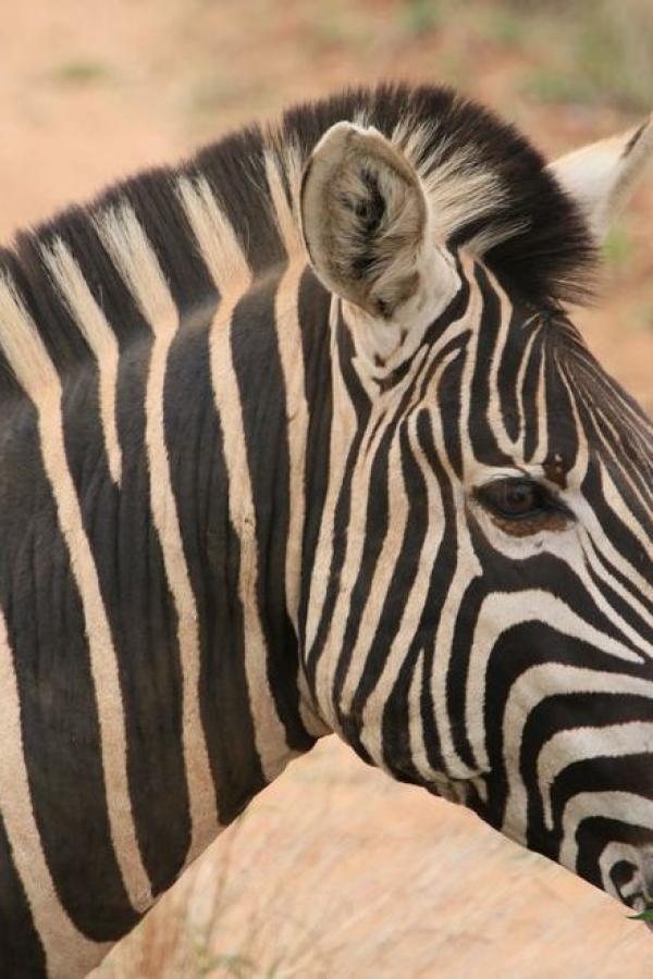 Zebra look