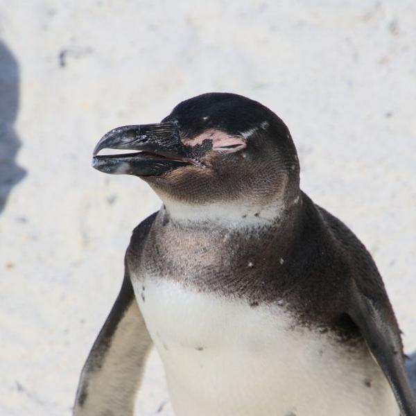 Птенец пингвина