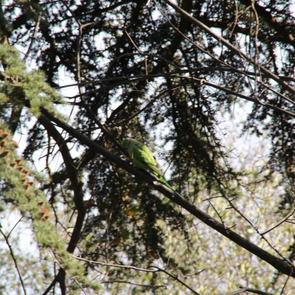 Попугай в парке Дориа-Памфили
