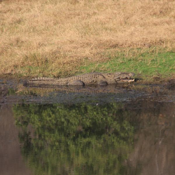 Крокодилы в Рантамборе