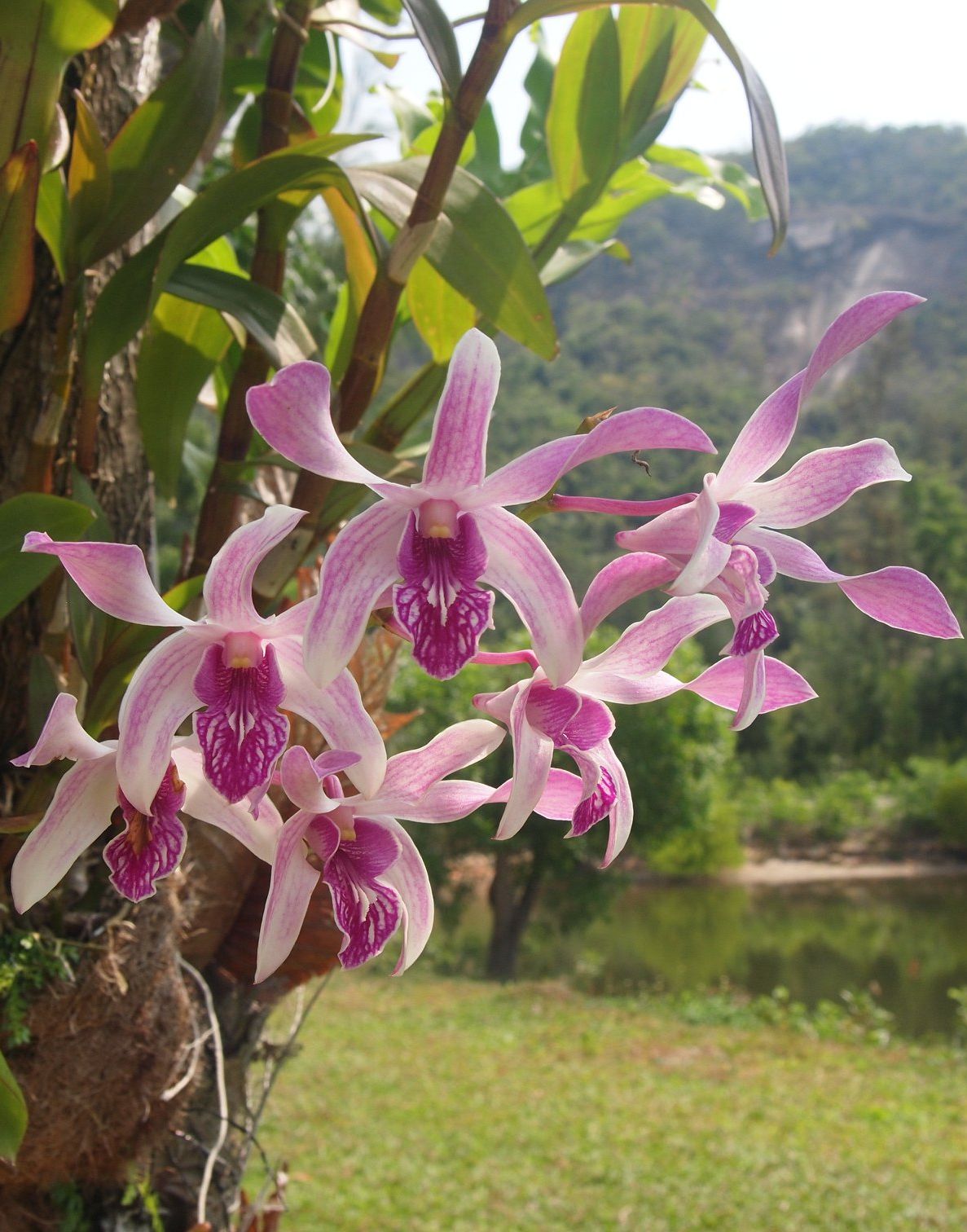 Джун паркер остров орхидей. Фаленопсисы Вьетнама. Орхидея Вьетнам. Остров орхидей. Остров орхидей Вьетнам.