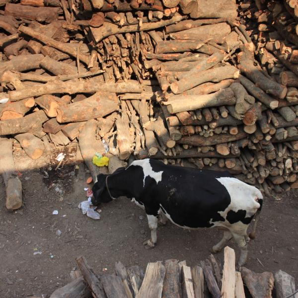 В дровах для кремации пасутся коровы