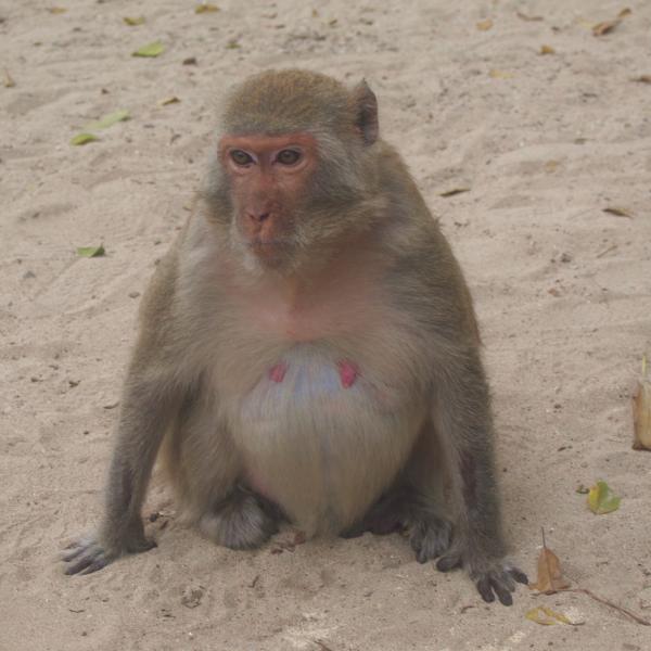 Задумчивый и беременный обезьян