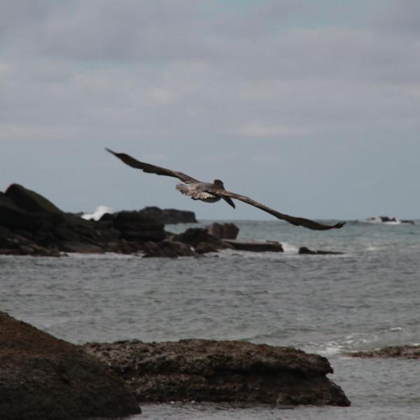 Коричневый пеликан