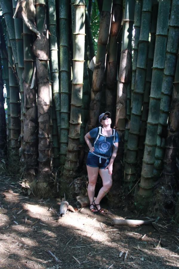 Древовидный бамбук