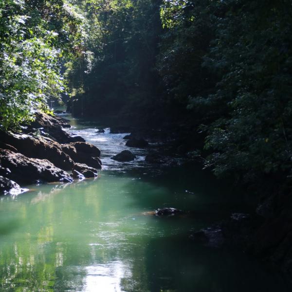 Река из джунглей