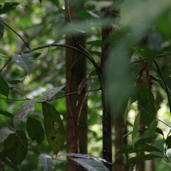 Малютка колибри
