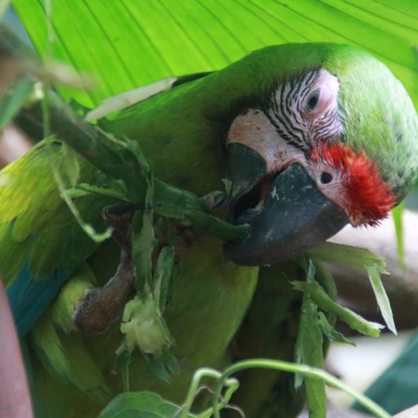 Зеленый ара