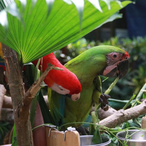 Наглый красный ара