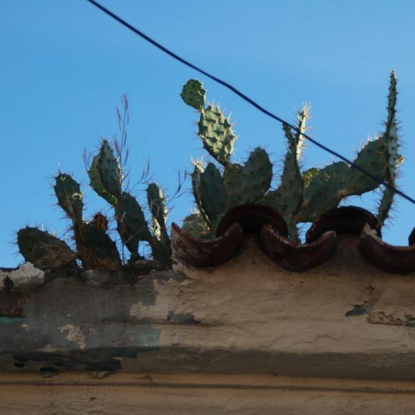 Кактусовая крыша в Сантьяго
