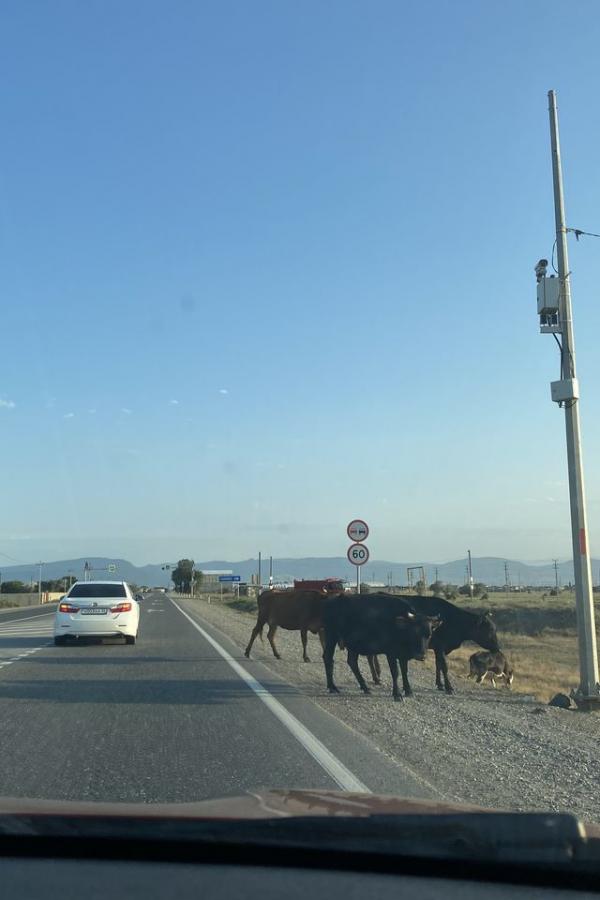 А это уже Дагестан - по коровам сужу
