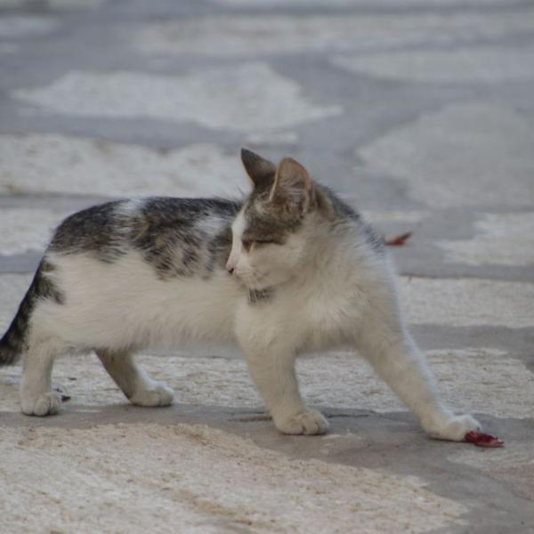 Дербентский котенок