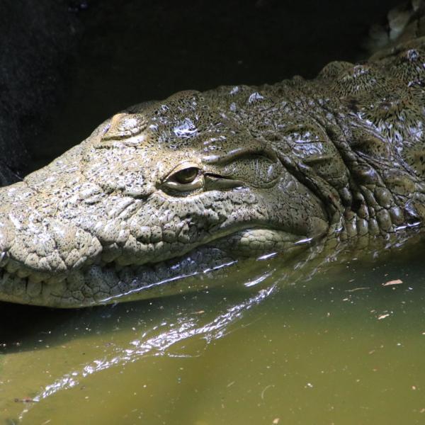 Африканский крокодил