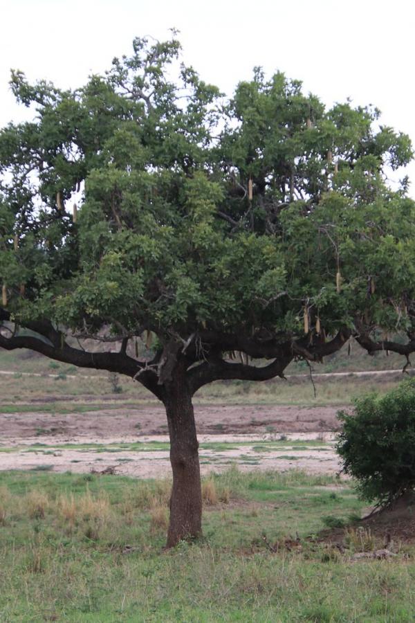 Сосисочное дерево