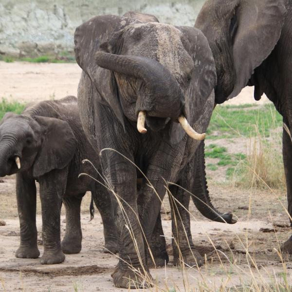 Фишка нацпарка Тарангире - слоны