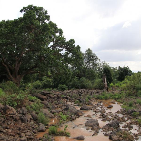 Речушка в парке Lake Manyara
