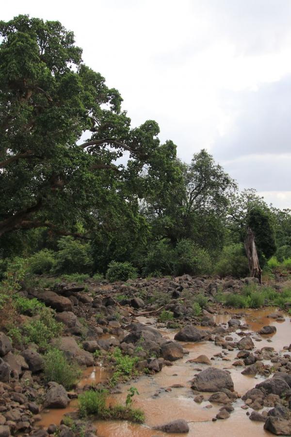 Речушка в парке Lake Manyara
