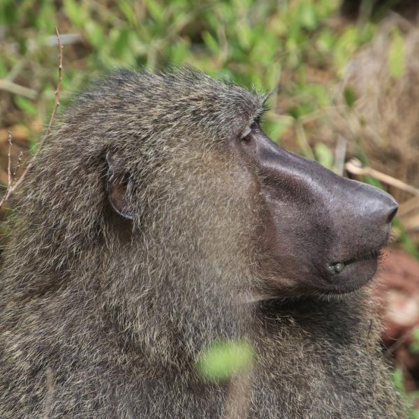 Суровое лицо бабуина-самца