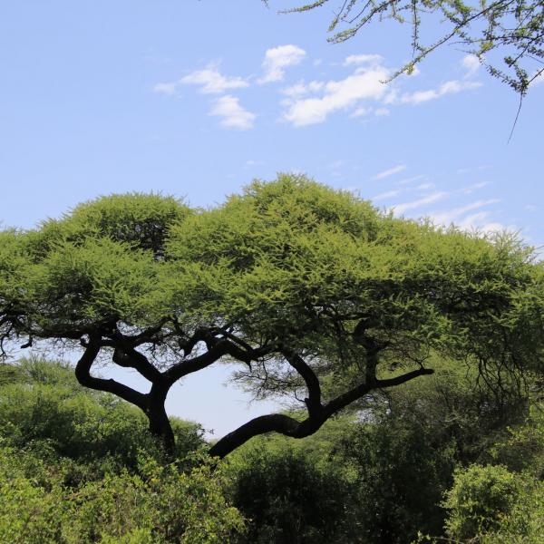Деревья Lake Manyara