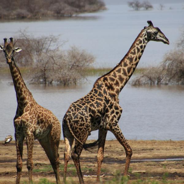 Жирафы на озере Маньяра