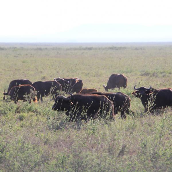 Утренние буйволы