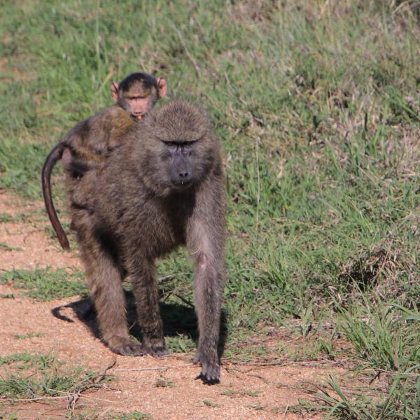 Мама и детеныш бабуины