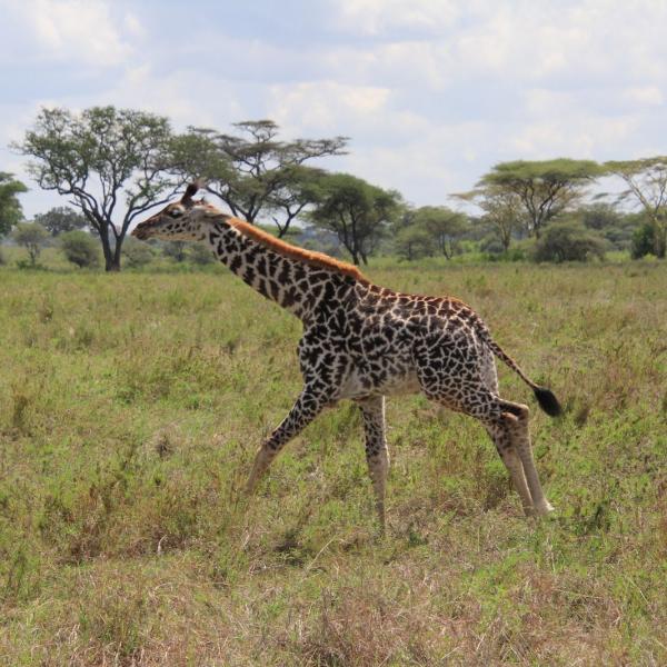 Масайский жираф...