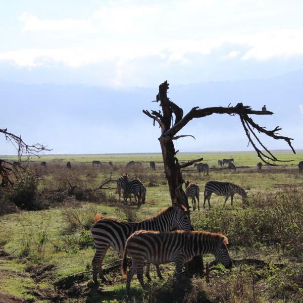Зебры в Нгоронгоро