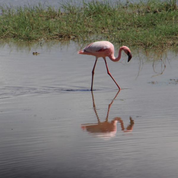 Малый фламинго и его отражение
