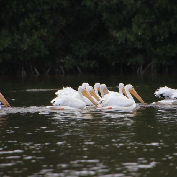 Белые пеликаны