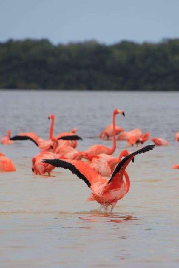 Фламинго настороже