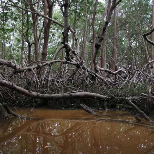 И вновь мангровый лес