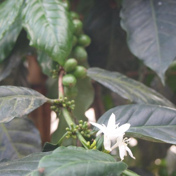 Так растет на плантации кофе