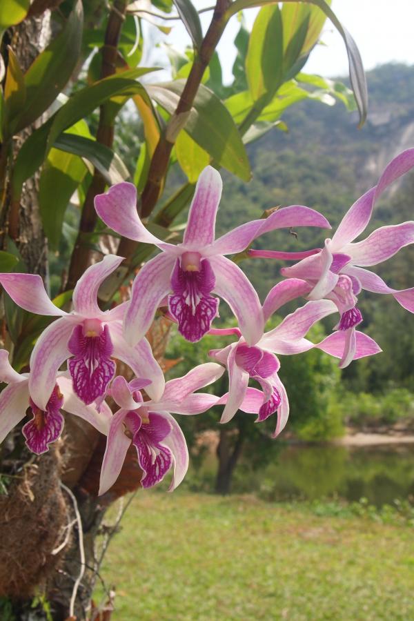 Орхидеи на острове