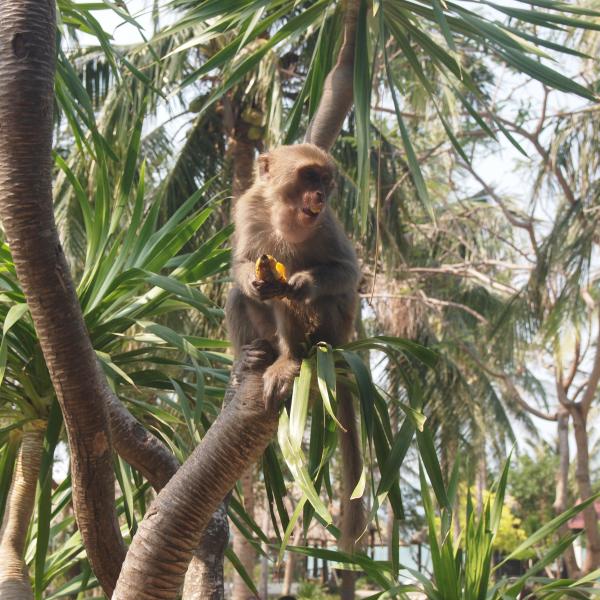 На обезьяньем острове