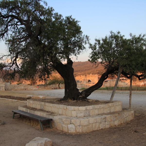 Олива, вероятно, тоже древняя - эти деревья живут до 1500 лет