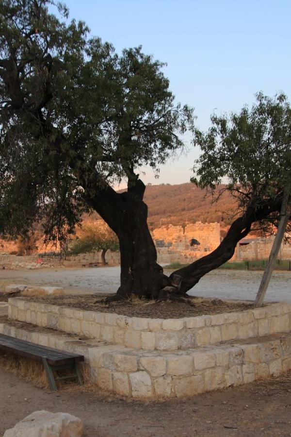 Олива, вероятно, тоже древняя - эти деревья живут до 1500 лет
