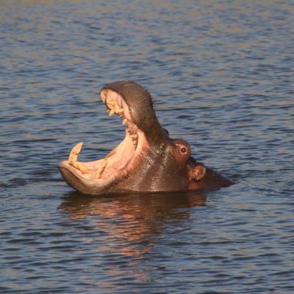 Happy hippo
