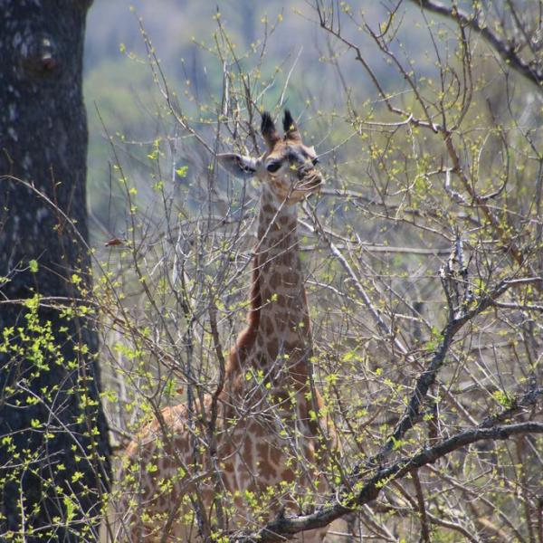 Весенний жираф