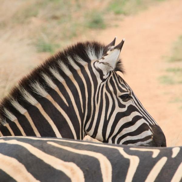 Zebra look-2