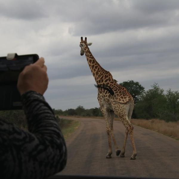Бай, жираф!