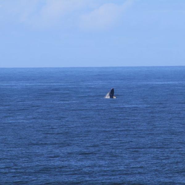 Кульбит кита