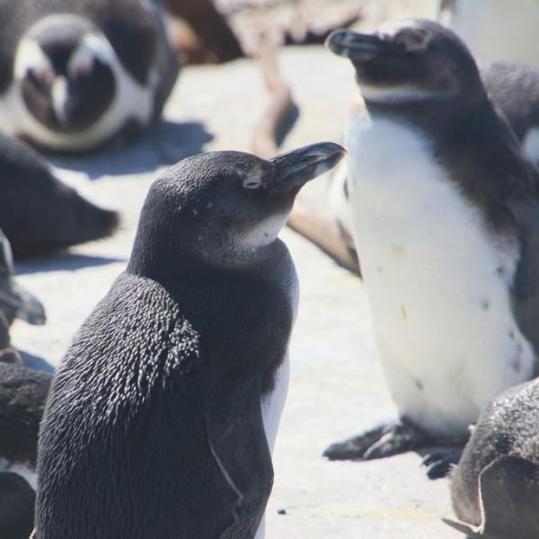 И замерзшие пингвины