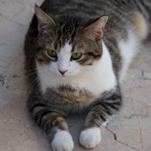 коты Каша