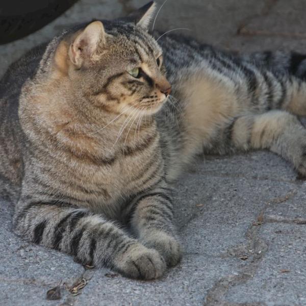 коты Каша